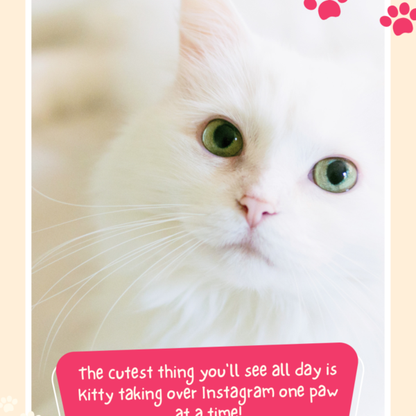 Pet Engagement Booster Instagram Story Template