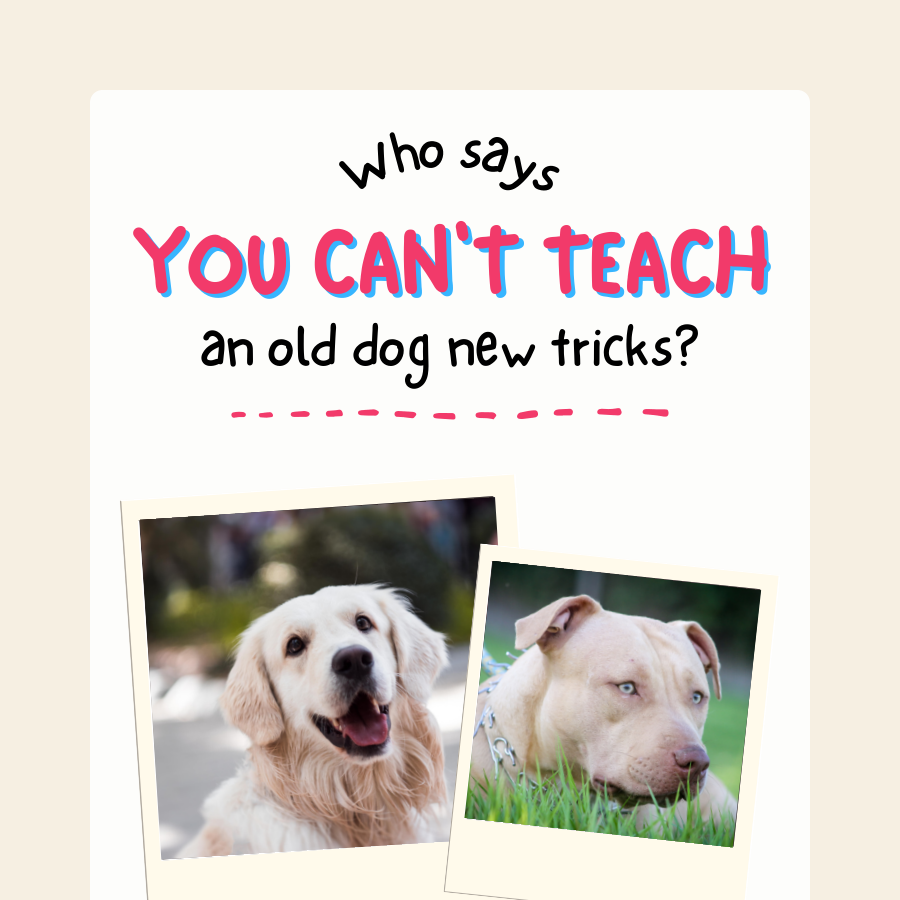 Pet Engagement Booster Instagram Template - Image 2