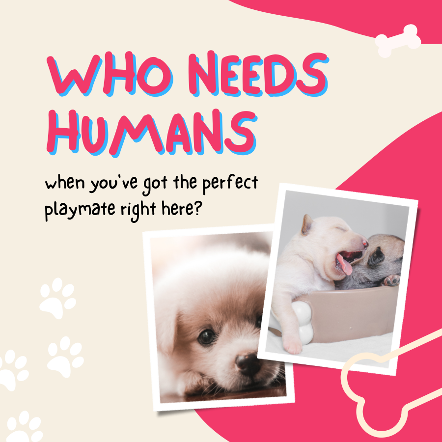 Pet Engagement Booster Instagram Template - Image 3
